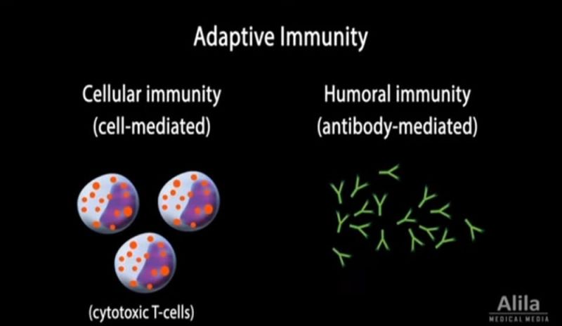 Adaptive Immunity